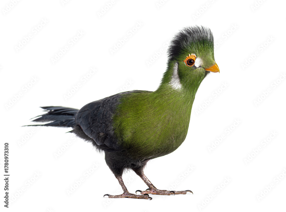 Obraz premium White cheeked turaco bird standing on white background
