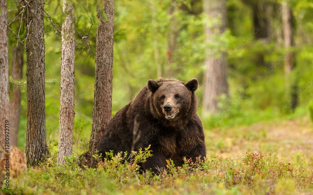 Fototapeta premium Eurasian brown bear sitting in a quiet boreal forest