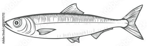 Elegant hand drawn herring illustration for seafood menu or culinary design element
