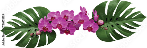 Vibrant purple Phalaenopsis orchid flowers blooming between two large, glossy, dark green, tropical Monstera Deliciosa leaves, creating an elegant, exotic floral horizontal border or divider.