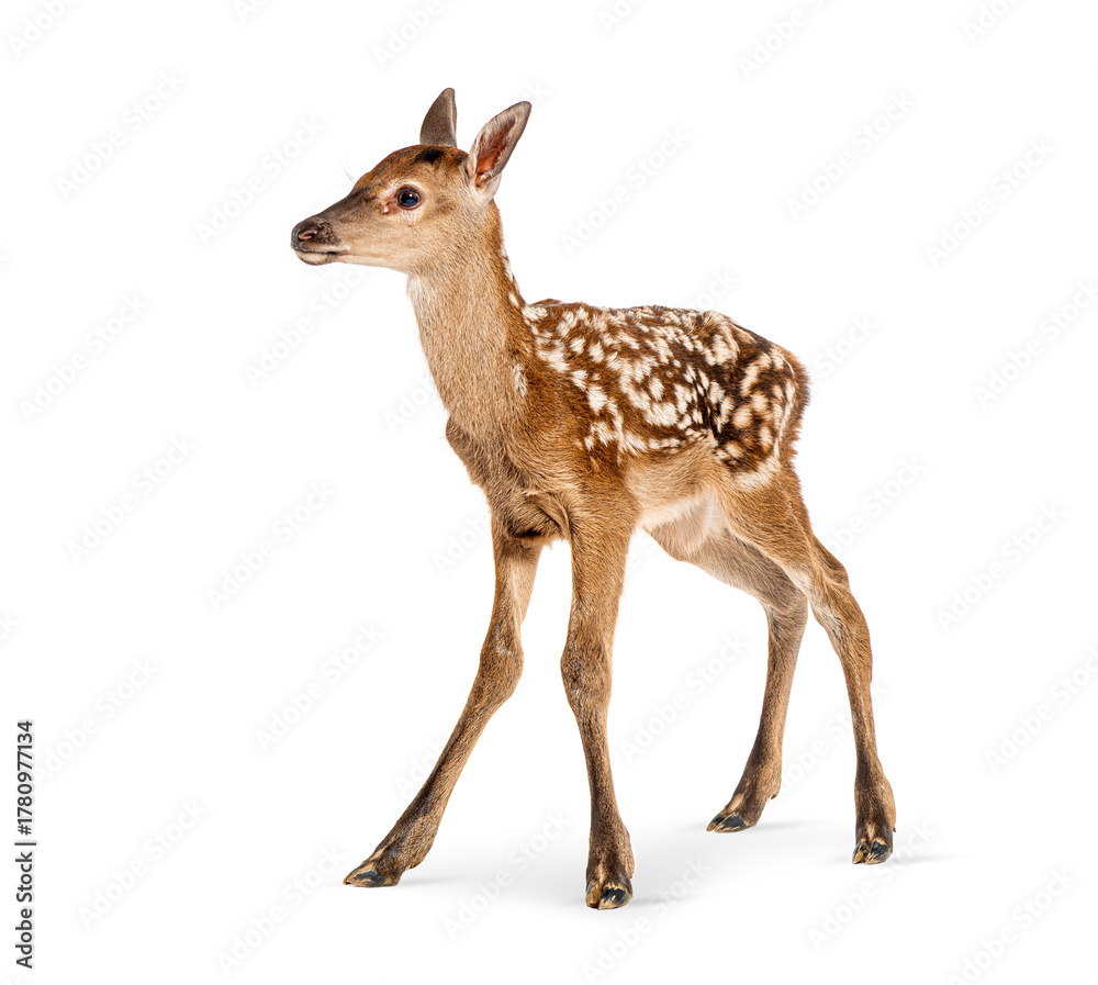 Naklejka premium Few hours old red deer fawn walking on white background