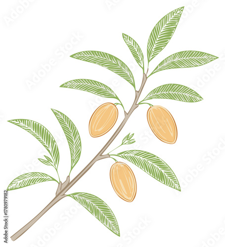 A hand drawn vector illustration of an almond tree branch with ripe nuts and leaves