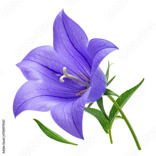 A close-up of a vibrant, open purple flower with detailed petals and green foliage