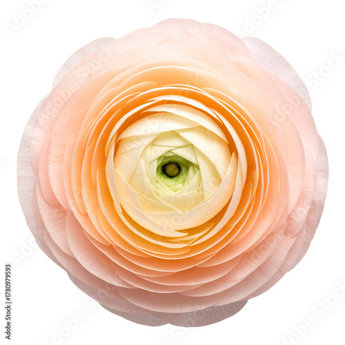 Top-down view of a delicate flower with layered petals and a bright center