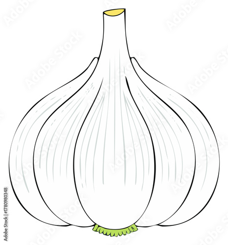 Single Garlic Bulb Illustration, White Cloves Vegetable, Natural Spices, Healthy Food