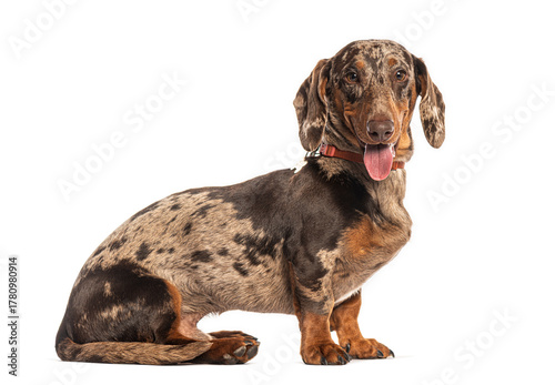 Fotografie Adorable dachshund dog sitting and panting on white background