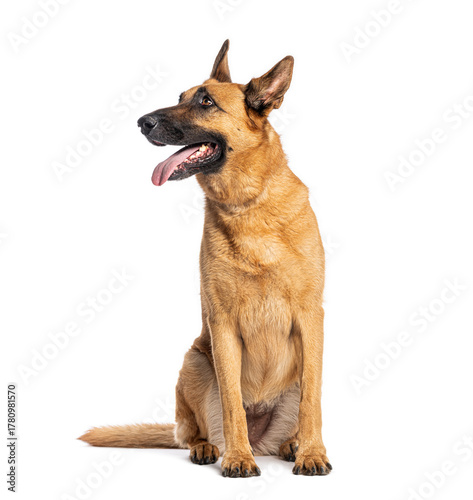 Belgian shepherd dog sitting and panting, looking up © Eric Isselée