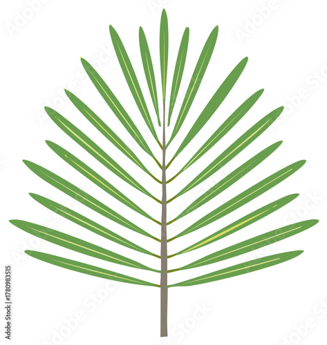 Stylized Palm Frond Illustration with Symmetrical Leaflets on a White Background