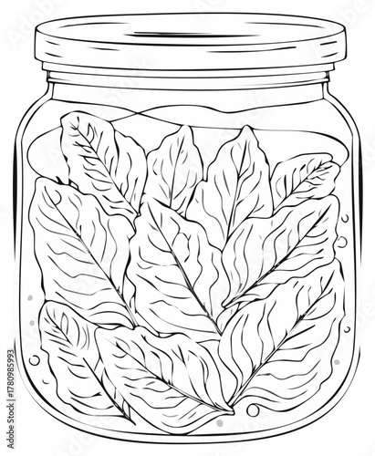 Outline Illustration of Glass Jar Full of Pickled or Preserved Leaves for Food Preservation