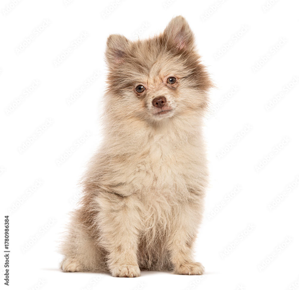 Obraz premium Adorable pomeranian puppy sitting and looking forward on white background