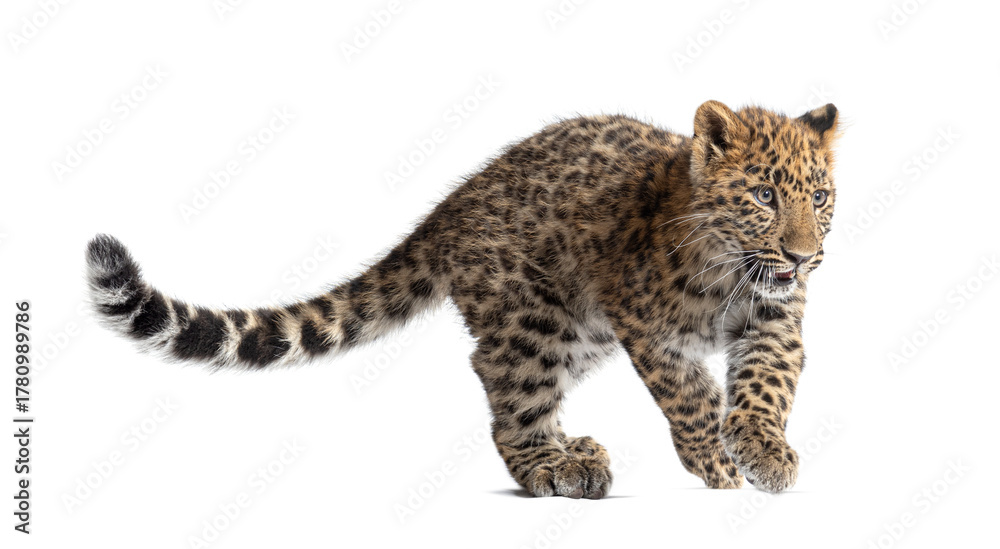 Naklejka premium Amur leopard cub walking front view white background