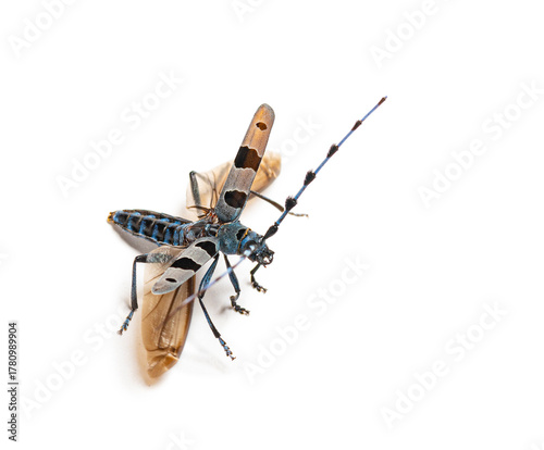 Alpine longhorn beetle rosalia longicorn flying white background