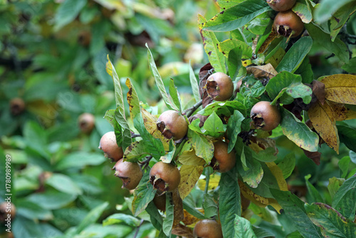 Cuadro en lienzo Closeup of ripe Medlar Nottingham fruit in Autumn , Derbyshire England