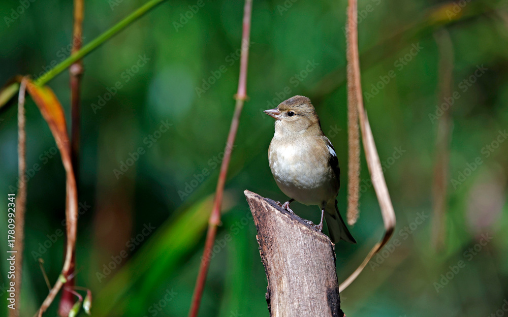 Fototapeta premium Female chaffinch perched on a log 