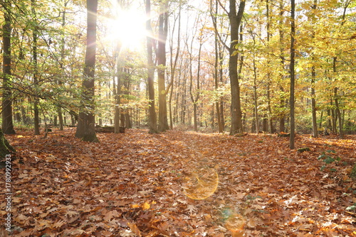 autumn in the forest