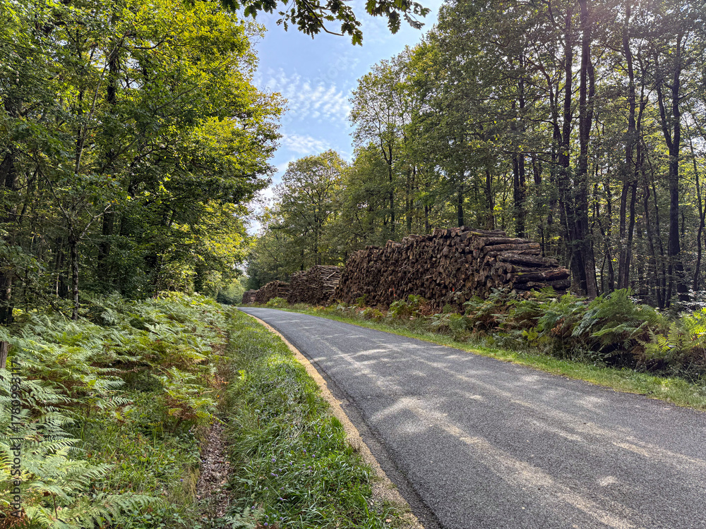 Fototapeta premium Forest road with stacked logs and green ferns