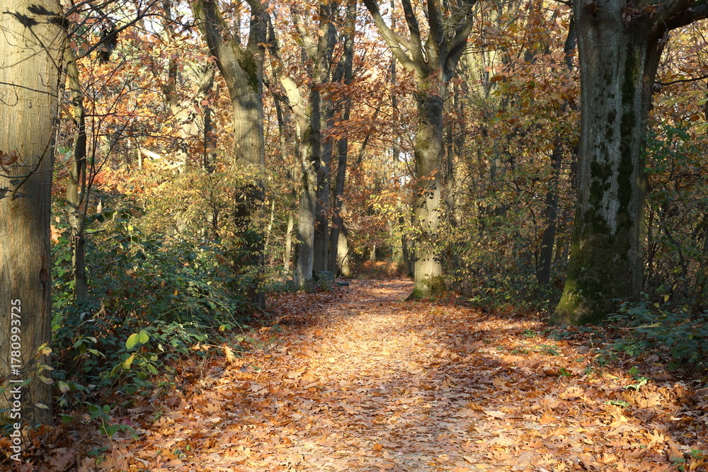 Obraz premium path in autumn forest