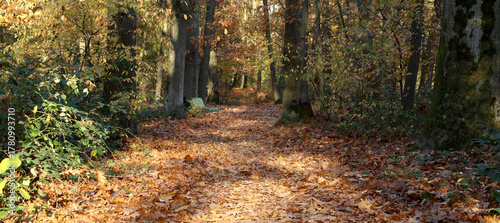autumn landscape