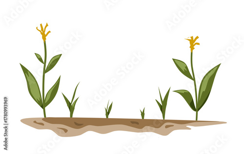 Illustration of Canola plants in various stages of growth, set against a clean white background. Perfect for agriculture, botany, or gardening related projects.