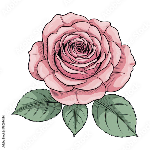 Classic pink rose illustration isolated on transparent background