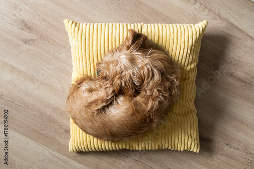 Cuadro en lienzo Overhead shot of a small fluffy dog curled up sleeping on a yellow cushion over wooden floor
