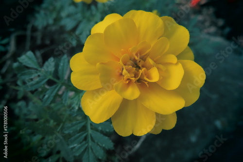 イエローマリーゴールドとグリーン