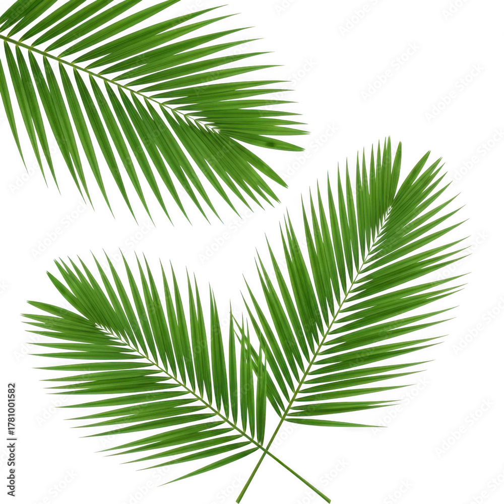 Obraz premium Three vibrant green palm fronds cascading naturally with detailed textures transparent background