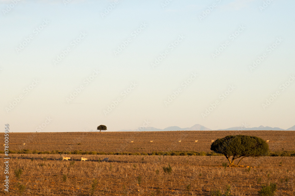 Obraz premium Early morning showing a ploughed but resting field in the Oudtshoorn district of Zebra