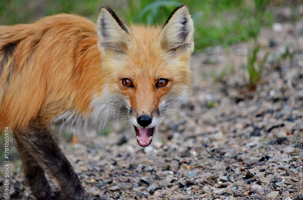 Fototapeta premium Red fox in a grassy area in Algonquin Park, Ontario, Canada