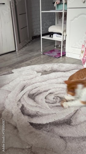 Red and white cat playfully chasing its tail, vertical video.