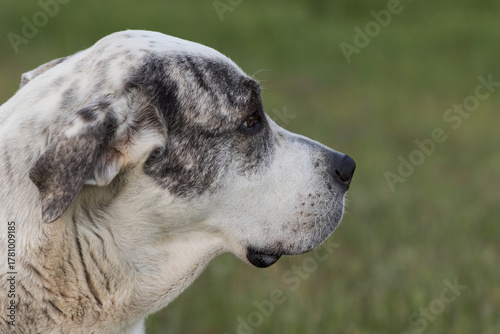 profile portrait of a large breed dog