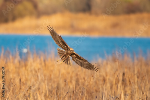 western marsh harrier in flight