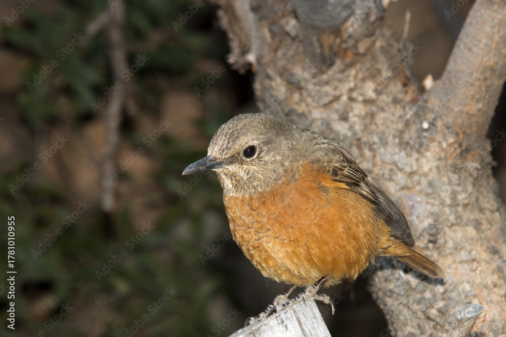 Fototapeta premium Juvenile Cape Rock Thrush (Monticola rupestris) in Meiringspoort, South Africa