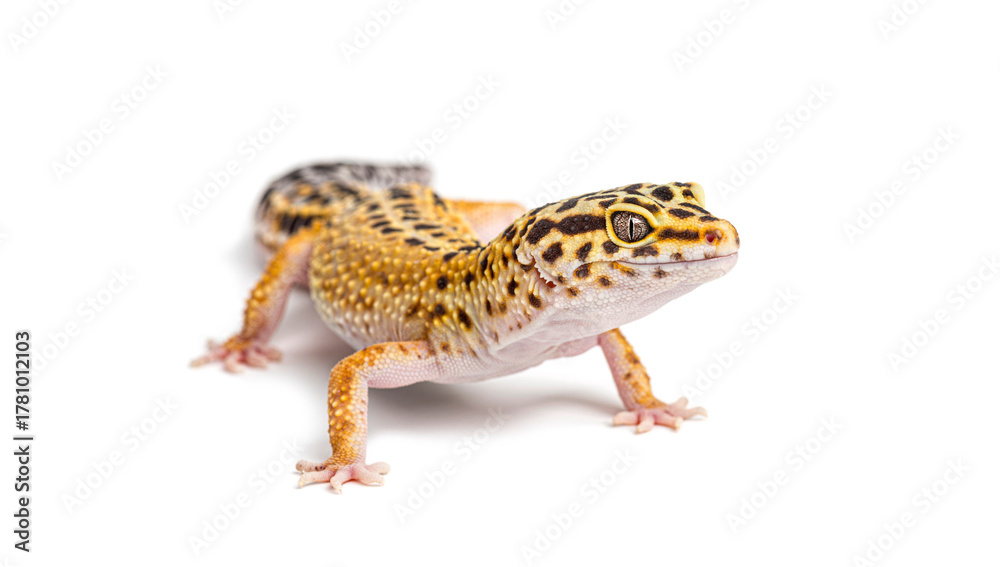 Naklejka premium Leopard gecko, eublepharis mascularius, standing, looking forward on white background