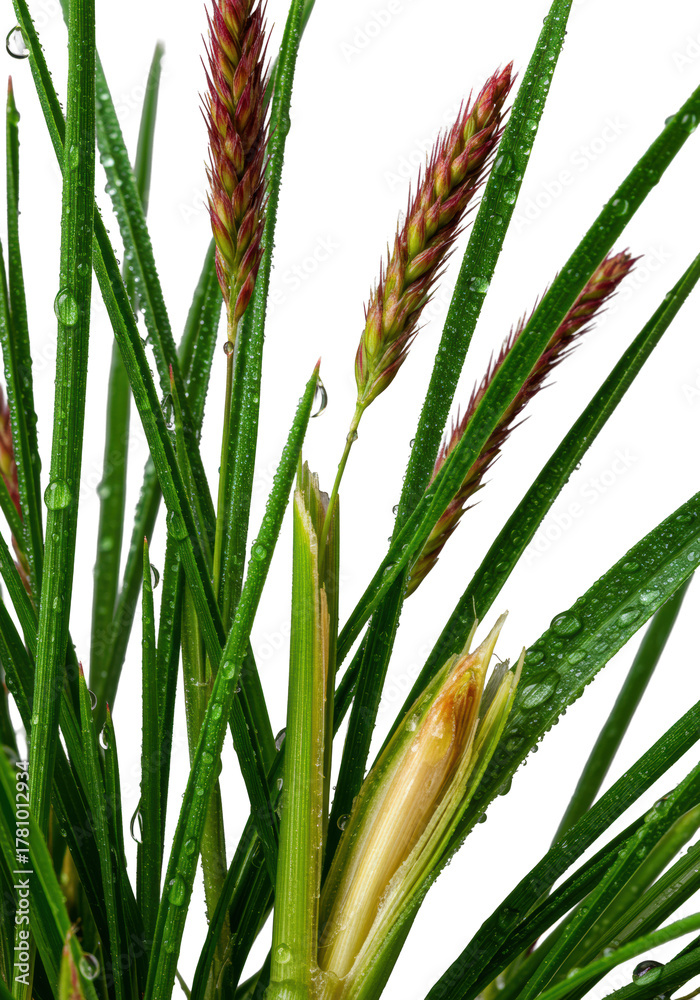 Fototapeta premium Macro shot of vibrant fescue and foxtail grasses with dewdrops, reddish seed heads, and moist snapped stalk interior, isolated on transparent, concept of perfection nature and microcosm