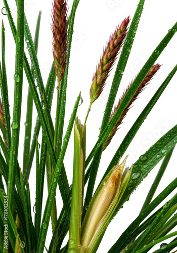 Macro shot of vibrant fescue and foxtail grasses with dewdrops, reddish seed heads, and moist snapped stalk interior, isolated on transparent, concept of perfection nature and microcosm