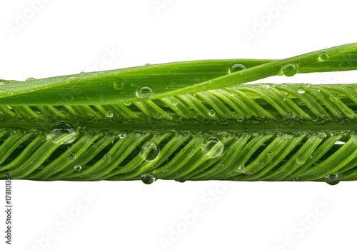 Green grass blades with succulent tips, glistening dew drops, resilient fibers, and microscopic textures, isolated on a transparent background with dramatic studio lighting. Concept of perfection