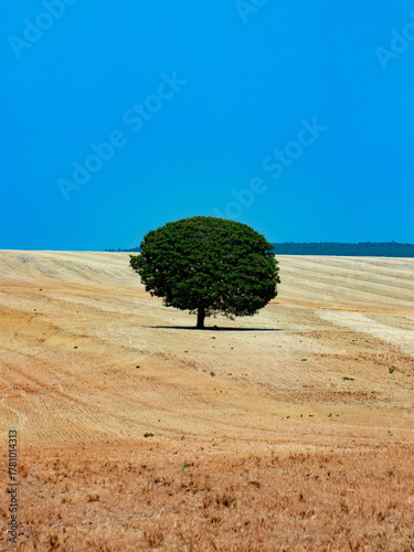 Tree within a plantation