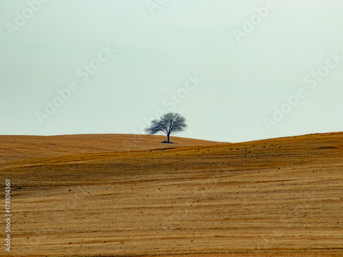 Tree within a plantation