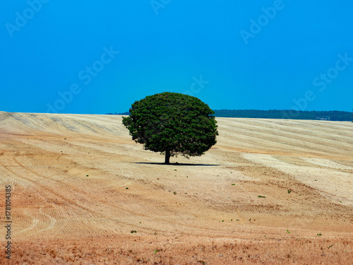 Tree within a plantation