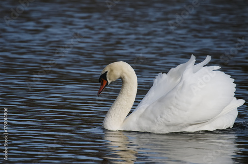Ein Schwan im Decksteiner Weiher in Köln.