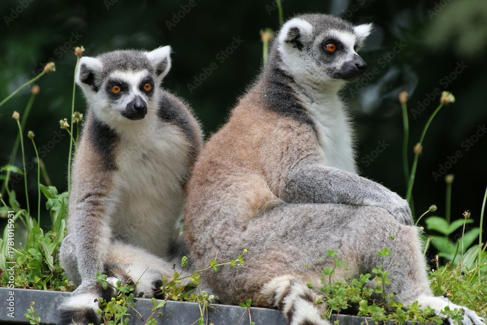 Obraz premium Katta (Lemur catta) Lemuren, Familie sitzt auf Dach 