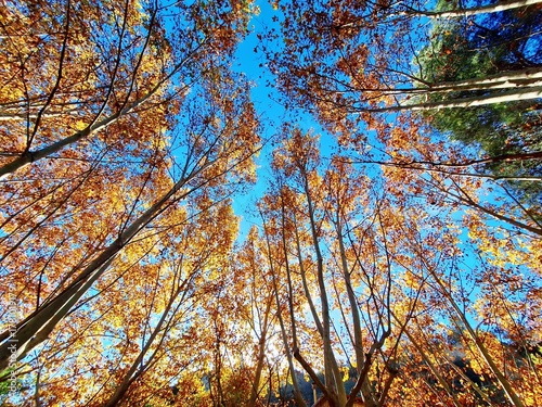 autumn in the forest