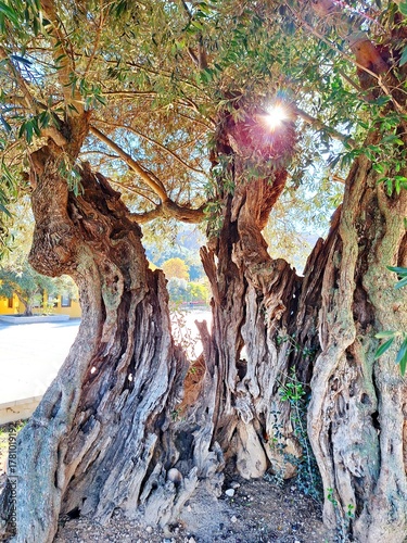 Olive tree in sunlight