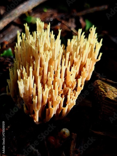 mushroom in the forest