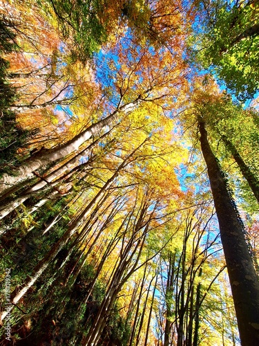 autumn in the forest