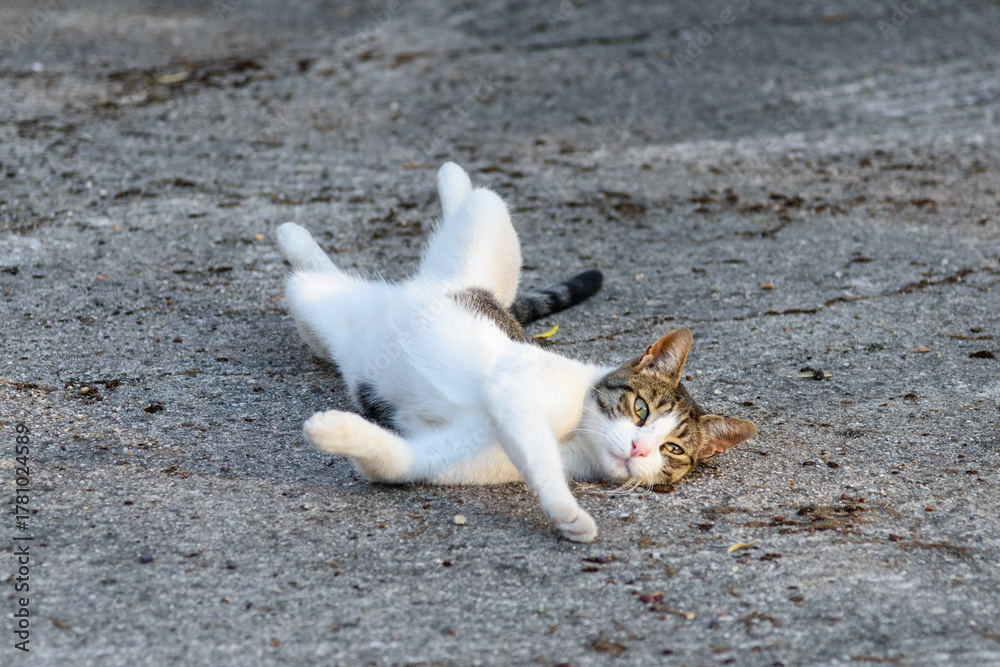 Fototapeta premium A beautiful cat is lying on its back on the asphalt