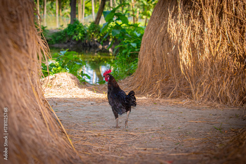 Black roster walking in the farm