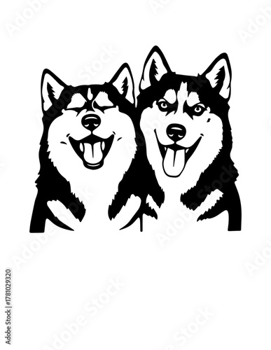 Two Siberian Huskies