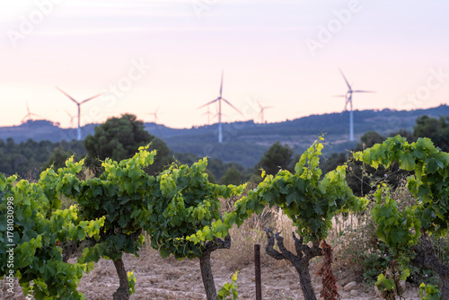 Wind turbines powering grape vineyards in Terra Alta, Catalonia, Spain, representing renewable agriculture and sustainable Mediterranean energy transition across open landscapes